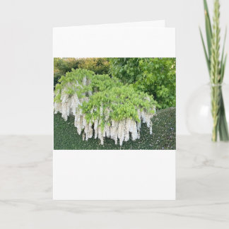 Den vackra trädgården bild av vit wisteria! kort