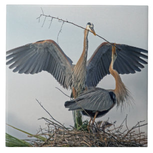 Den vackra Underbara familjen Blå Heron (foto) Kakelplatta