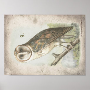 Den vackra Vintagen Barn Uggla poster. Poster