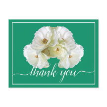 Den vackra Vit ros Färg-Chicen Tack