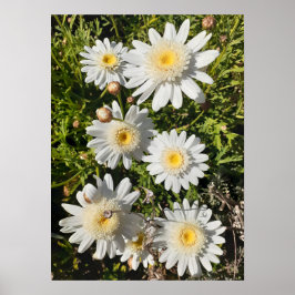 Den vackra vita Daisyns Blomsterträdgård Poster