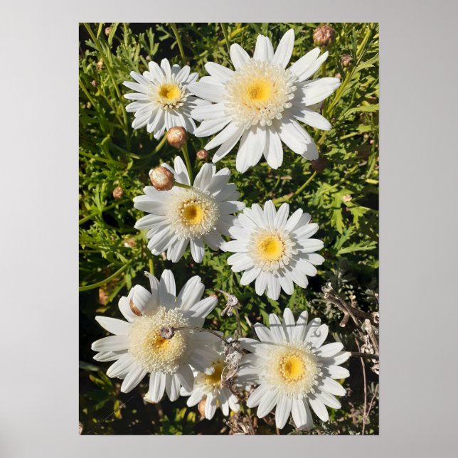 Den vackra vita Daisyns Blomsterträdgård Poster (Framsidan)