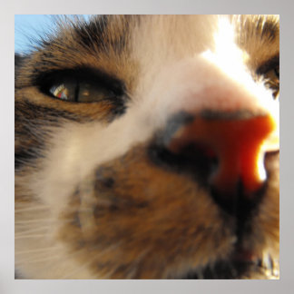 Den vackraste katten i världen poster