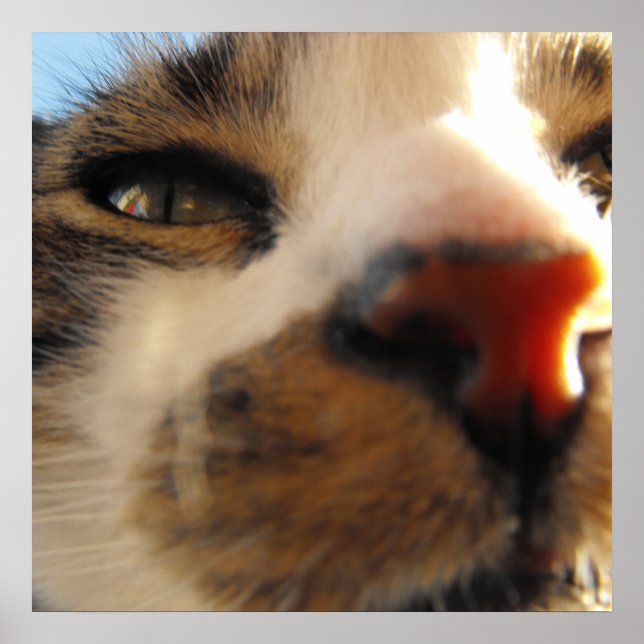 Den vackraste katten i världen poster (Framsidan)