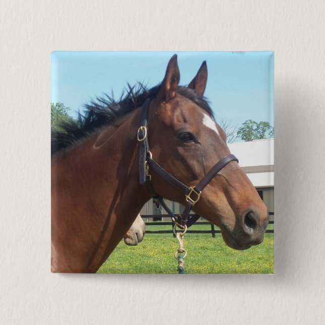 Den vakna arabiska hästen klämmer fast knapp (Framsida)