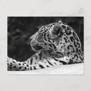 "Den vakna leoparden ", Vykort