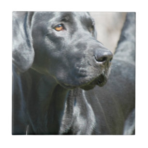 Den vakna svart hunden för den Labrador Kakelplatta