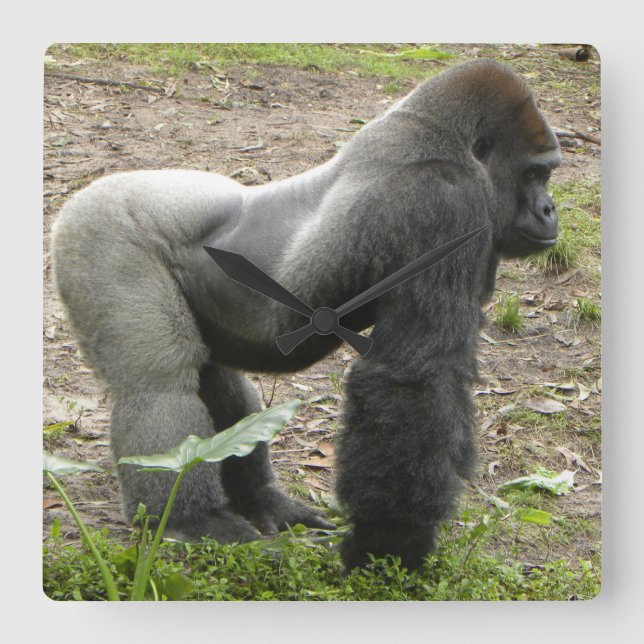 Den väldiga gorillan tar tid på fyrkantig klocka (Framsida)