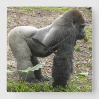 Den väldiga gorillan tar tid på fyrkantig klocka