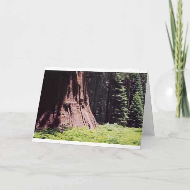 Den väldiga sequoiaen kort (Framsida)