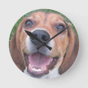 Den vände mot Beaglevalpen tar tid på Rund Klocka