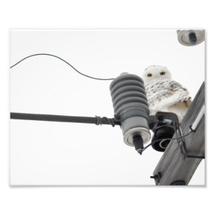 Den vanliga snön - 8 x 10 fotoutskrift fototryck