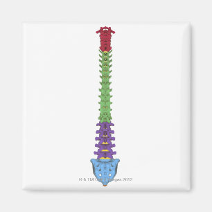 Den Vertebral kolonnen 2 Magnet