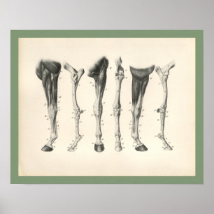 Den veterinär- hästen lägger benen på ryggen poster