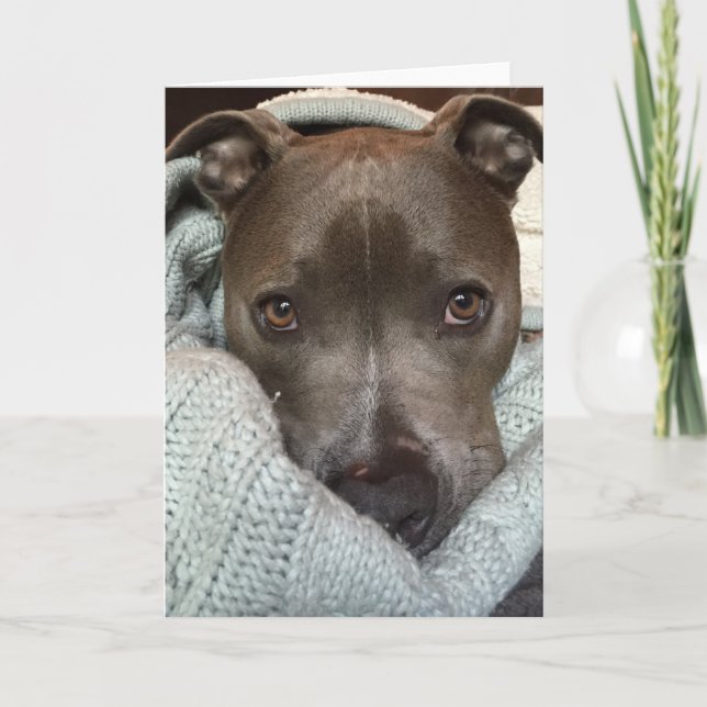 Den vilda Pitbullen-? Jag tänker inte. Kort (Framsida)