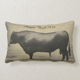 Den vintageAngus tjuren fotograferar Lumbarkudde