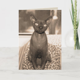 Den vintagestilDevon Rex katten fotograferar Kort