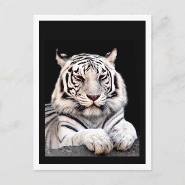 Den vita bengaltigern vykort (Framsida)
