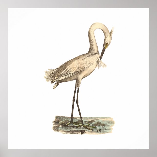 Den vita kronäringen (Ardea candidissima) Poster (Framsidan)