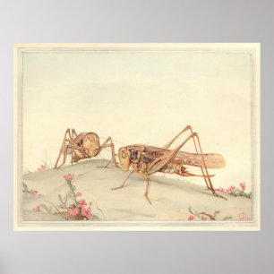 DEN VITFACED DECTICUS Insekt Bok illustration Poster