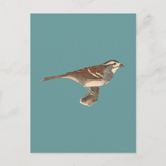 Den vitkrönta Sparrow (Fringilla leucophrys) Vykort (Framsida)