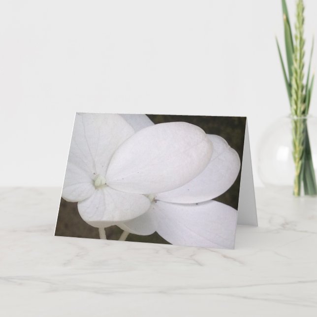 Den vitLacecap vanlig hortensia blomstrar Kort (Framsida)