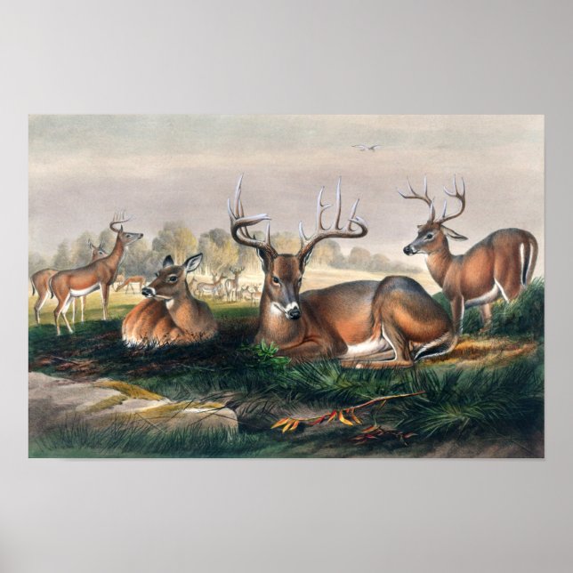 Den vitstjärtade hjorten av Joseph Wolf  Poster (Framsidan)