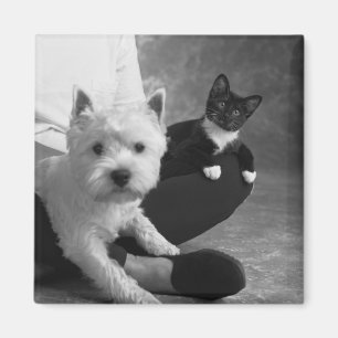Den vitterrieren och katten delar kärleken magnet