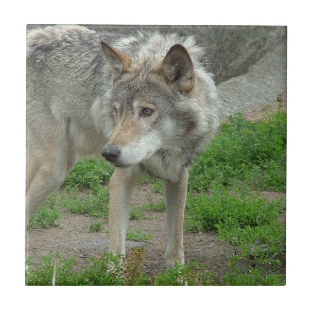 Den Wary vargen belägger med tegel Kakelplatta (Framsidan)