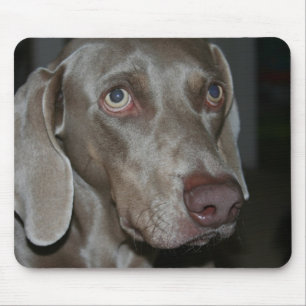 Den Weimaraner hundmusen vadderar Musmatta
