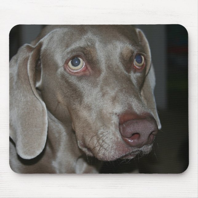 Den Weimaraner hundmusen vadderar Musmatta (Framsidan)