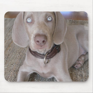Den Weimaraner valpmusen vadderar Musmatta