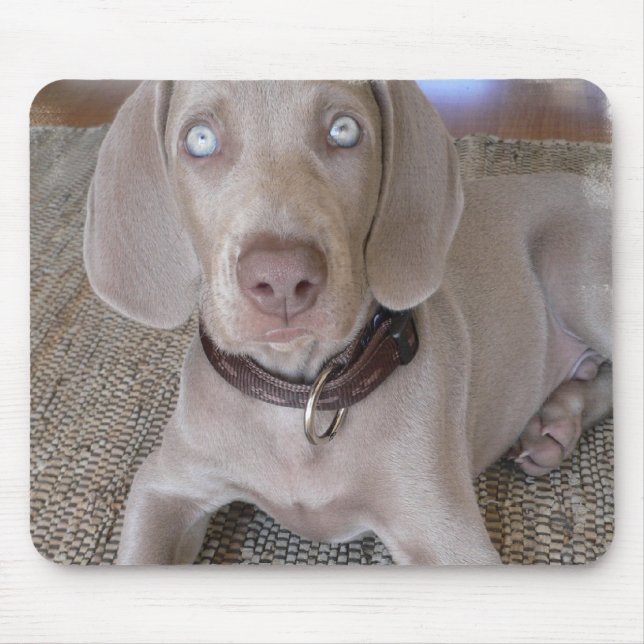 Den Weimaraner valpmusen vadderar Musmatta (Framsidan)