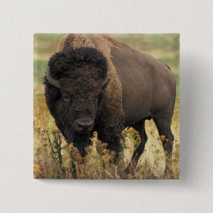 Den Wood bisonen kvadrerar klämmer fast Knapp