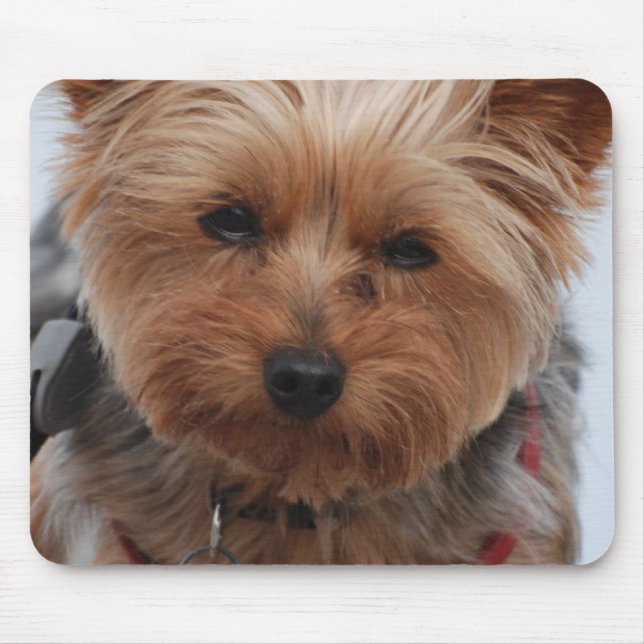 Den Yorkie musen vadderar Musmatta (Framsidan)