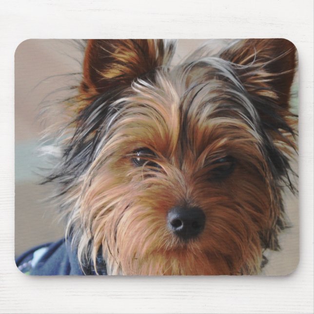 Den Yorkie Terriermusen vadderar Musmatta (Framsidan)