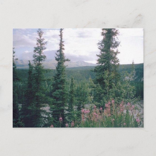 Denali, Alaska Vykort (Framsida)