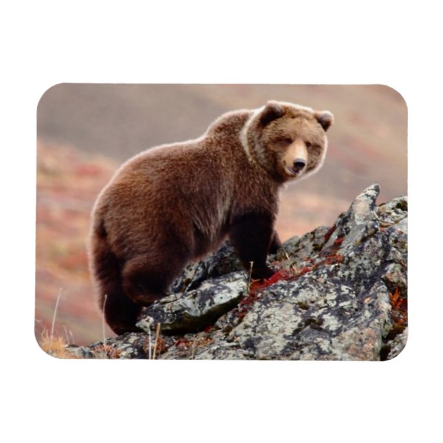 Denali Brown Bear Magnet (Horisontell)