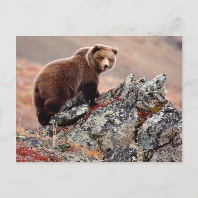Denali Brown Bear Vykort (Framsida)