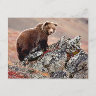 Denali Brown Bear Vykort