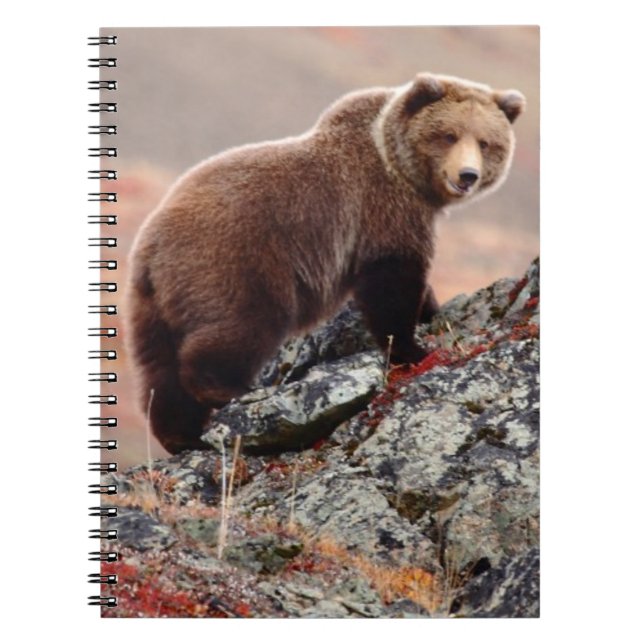 Denali bruntbjörn anteckningsbok med spiral (Framsidan)