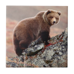 Denali bruntbjörn kakelplatta
