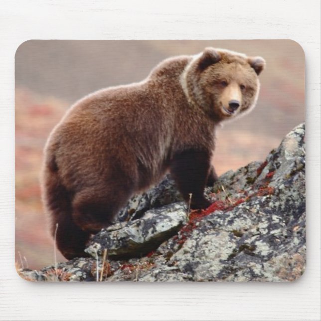 Denali bruntbjörn musmatta (Framsidan)