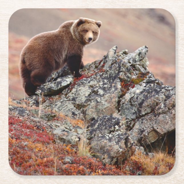 Denali bruntbjörn underlägg papper kvadrat (Framsidan)