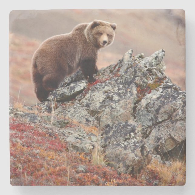 Denali bruntbjörn underlägg sten (Framsidan)