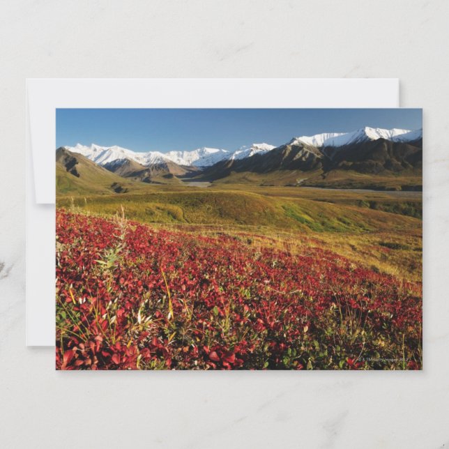 Denali nationalpark (Framsida)