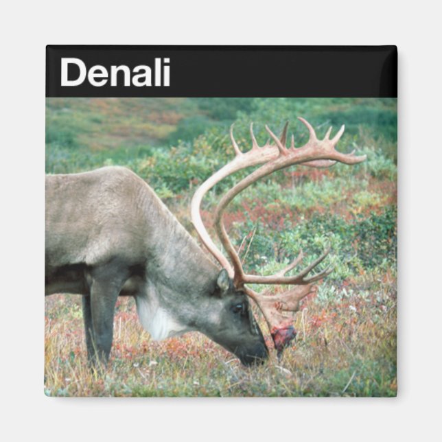 Denali nationalpark magnet (Framsidan)