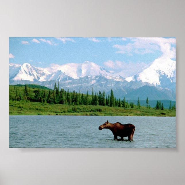Denali nationalpark poster (Framsidan)