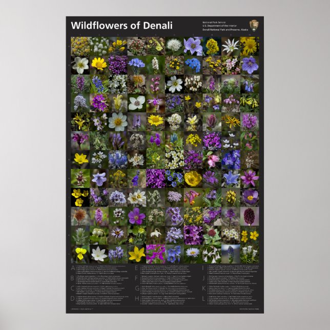 Denali Wildblomma Poster (Framsidan)