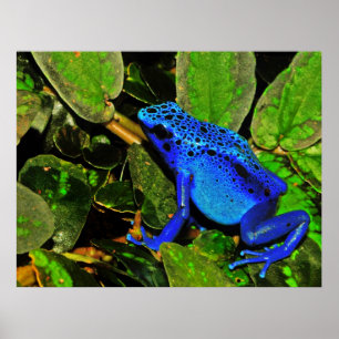 Dendrobates för groda för blåttgiftpil azureus poster